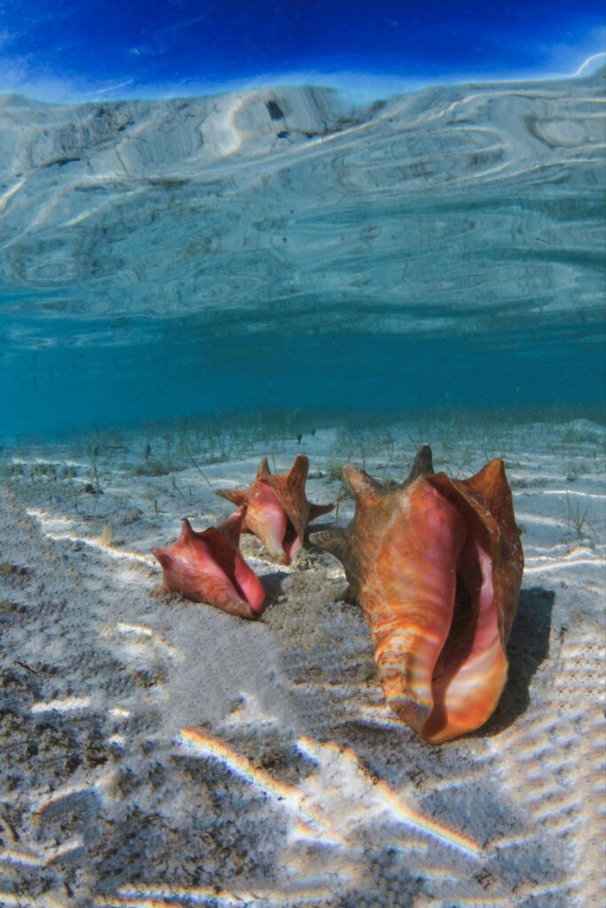 things to do in bahamas - conch shell diving
